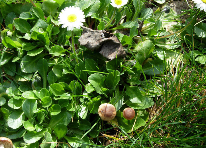 Inocybe??? dal giardino di Paolofon